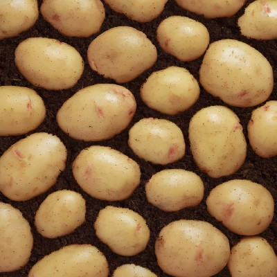 Osprey Second Early Seed Potatoes 2kg Pack Osprey Second Early Seed Potatoes 2kg Pack